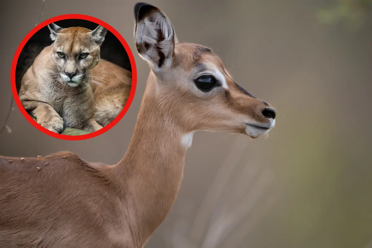 Descubre la fauna nativa de Tamaulipas con el venado cola blanca. Conoce su ecosistema en la Sierra Madre Oriental y su importancia para el ecoturismo
