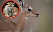 Este animal nativo de Tamaulipas mueve la cola para alertar de depredadores