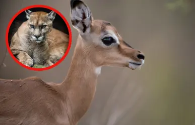Este animal nativo de Tamaulipas mueve la cola para alertar de depredadores