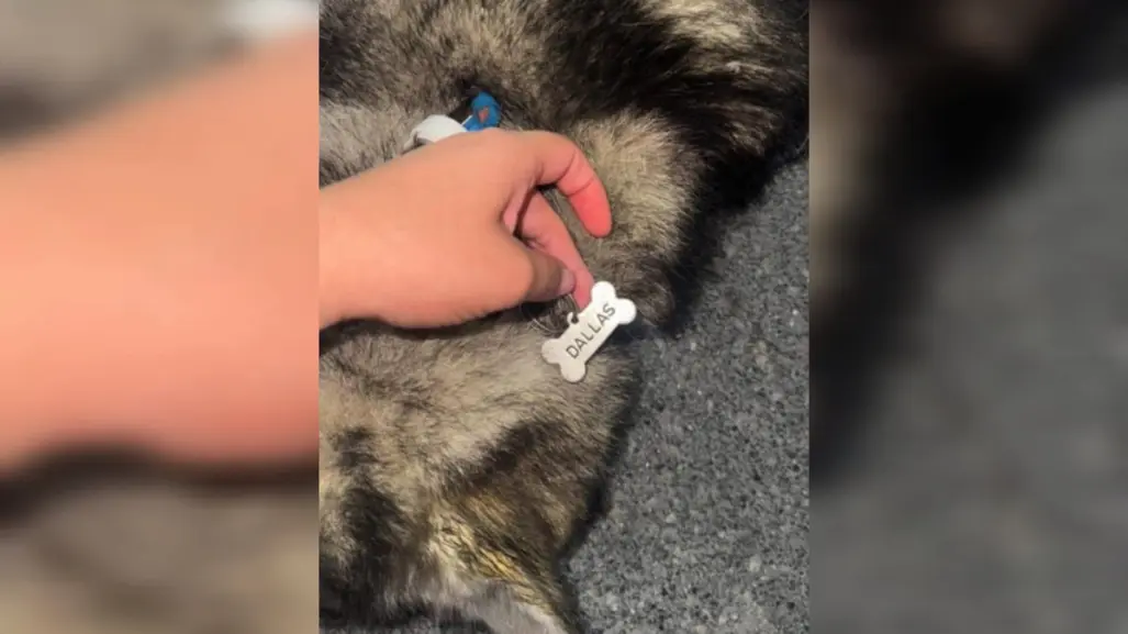 Autoridades actúan tras caso de perrita arrastrada en calles de San Nicolás