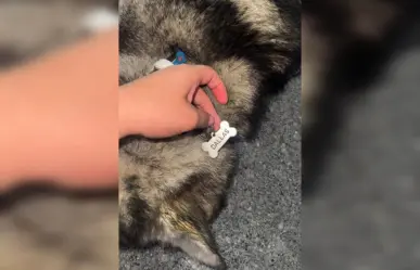 Autoridades actúan tras caso de perrita arrastrada en calles de San Nicolás