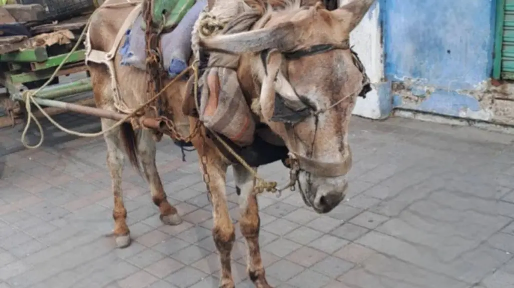 Maltrato animal en Tampico: burrito en peligro