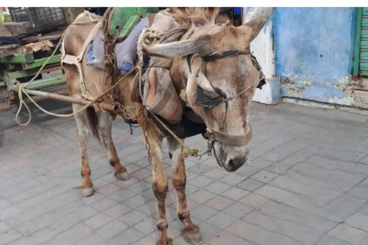 Descubre cómo las autoridades de Tampico responden al maltrato animal hacia un burrito y cómo puedes ayudar en su rescate