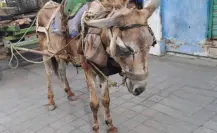 Maltrato animal en Tampico: burrito en peligro