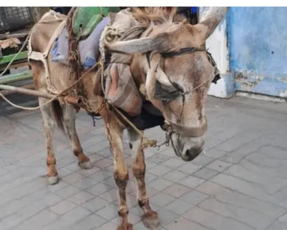 Maltrato animal en Tampico: burrito en peligro
