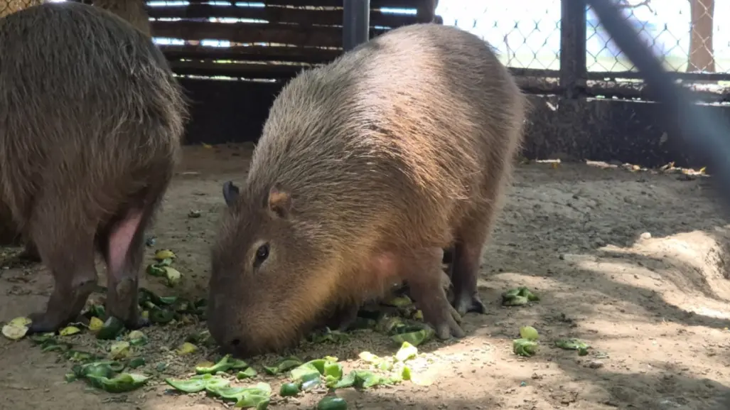 ¿Hay capibaras en Tabasco? Este es el lugar donde puedes verlos