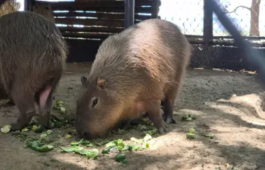 ¿Hay capibaras en Tabasco? Este es el lugar donde puedes verlos