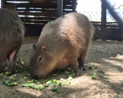 ¿Hay capibaras en Tabasco? Este es el lugar donde puedes verlos