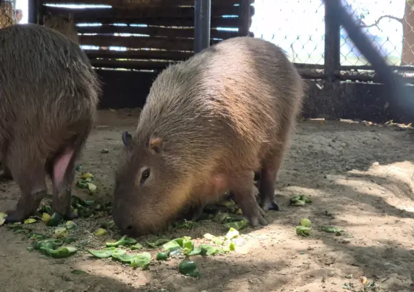 ¿Hay capibaras en Tabasco? Este es el lugar donde puedes verlos