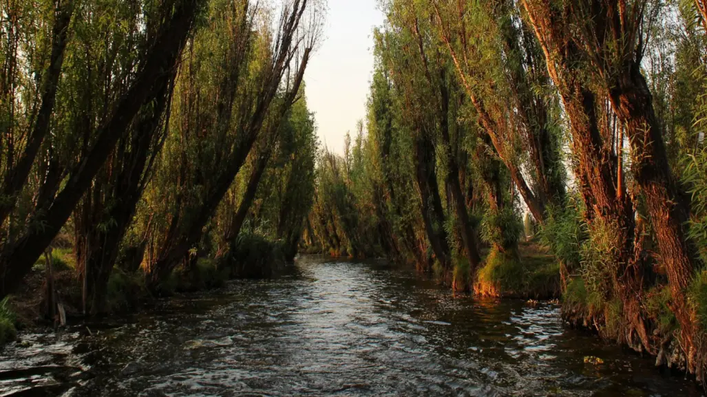 El árbol nativo de Durango que es común encontrar junto a arroyos, presas y lagunas
