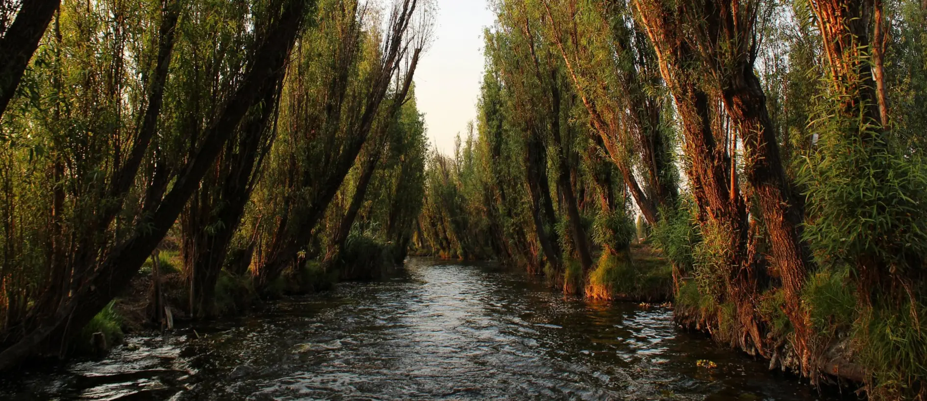 Ahuejote, árbol de Durango | Foto: iNaturalist.org