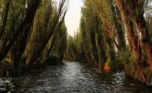 El árbol nativo de Durango que es común encontrar junto a arroyos, presas y lagunas
