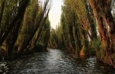El árbol nativo de Durango que es común encontrar junto a arroyos, presas y lagunas