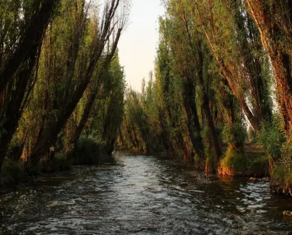 El árbol nativo de Durango que es común encontrar junto a arroyos, presas y lagunas
