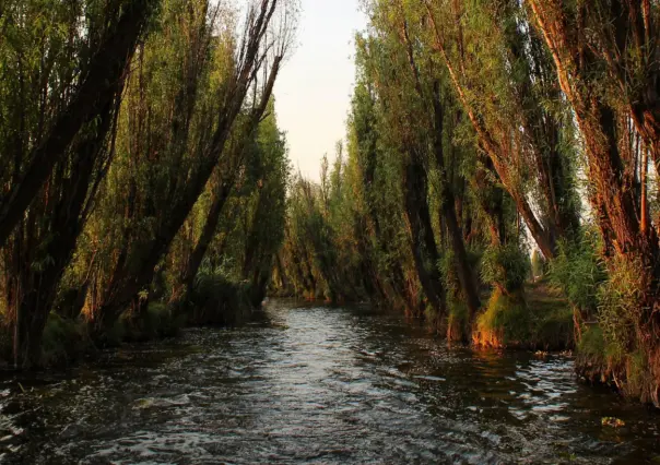 El árbol nativo de Durango que es común encontrar junto a arroyos, presas y lagunas