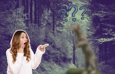 El felino silvestre de Nuevo León que gira los tobillos para trepar árboles