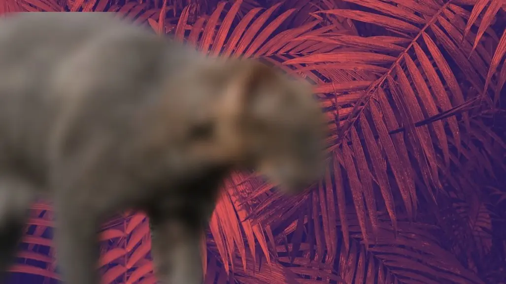 El felino silvestre más misterioso de Nuevo León