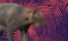 El felino silvestre más misterioso de Nuevo León