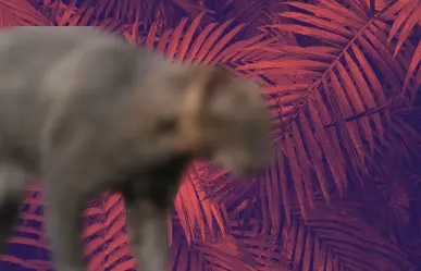 El felino silvestre más misterioso de Nuevo León