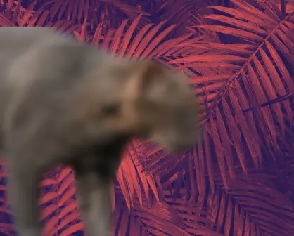 El felino silvestre más misterioso de Nuevo León