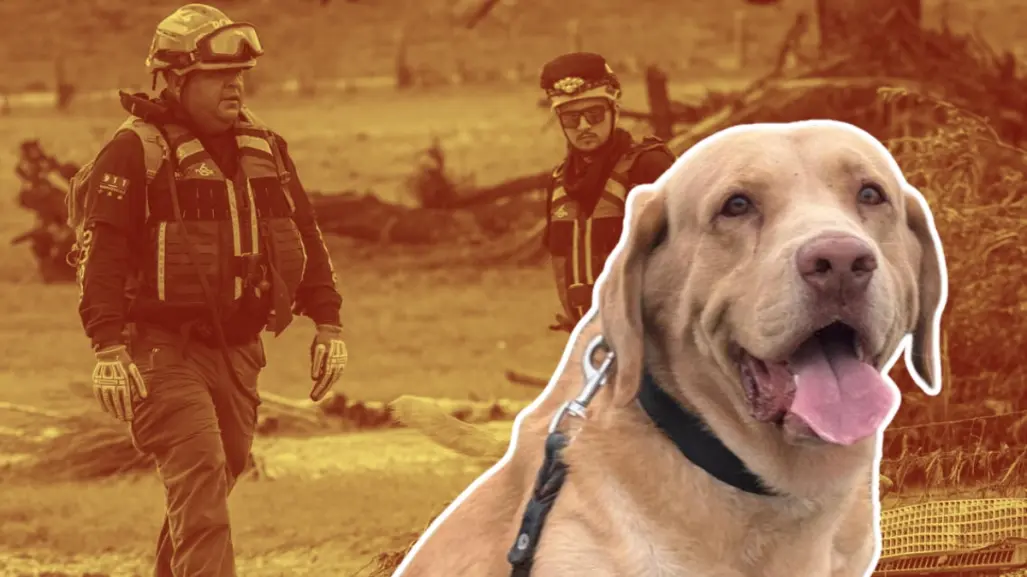 Conoce a Joe, el héroe canino que inicia su jubilación I FOTOS