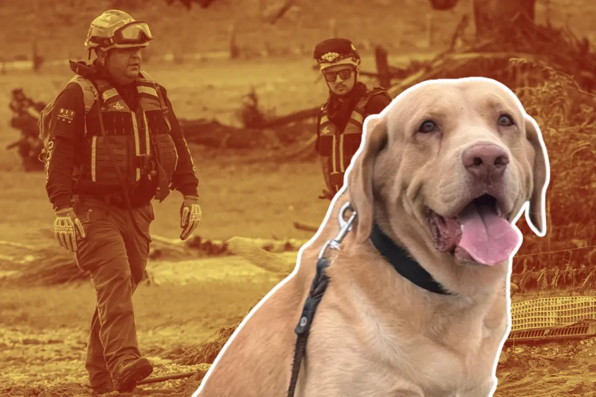 Joe, perro rescatista y elementos de Protección Civil de Nuevo León. Foto: Composición Canva