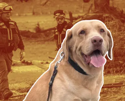 Conoce a Joe, el héroe canino que inicia su jubilación I FOTOS