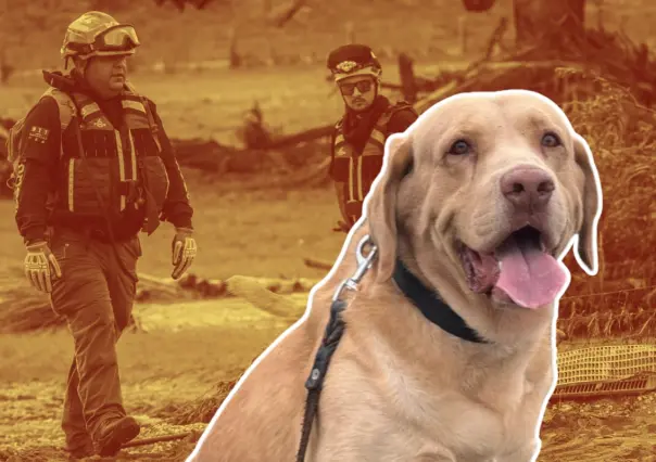 Conoce a Joe, el héroe canino que inicia su jubilación I FOTOS