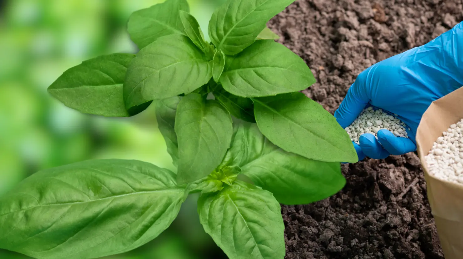 Guía práctica para hacer abono casero para plantas de albahaca y mantenerlas frescas en verano. Foto: Canva.