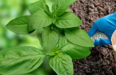 Guía práctica para hacer abono casero para plantas de albahaca y mantenerlas frescas en verano