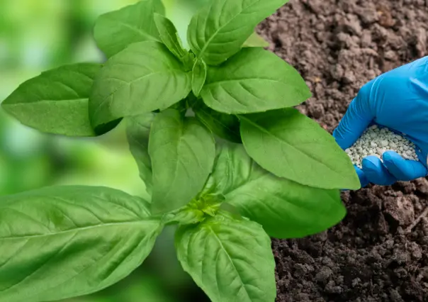 Guía práctica para hacer abono casero para plantas de albahaca y mantenerlas frescas en verano