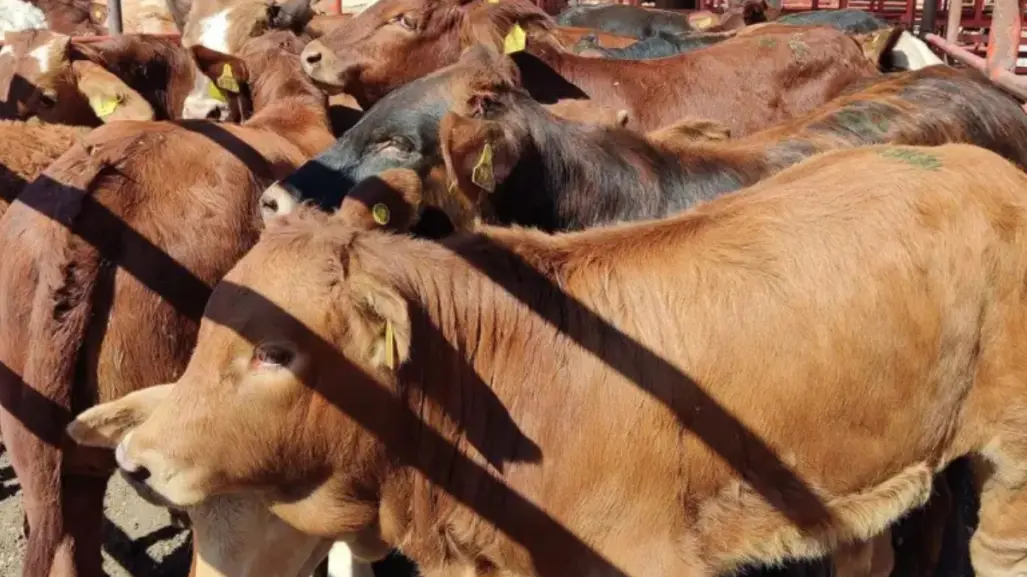 Cierran paso al ganado de Veracruz por presencia del gusano barrenador