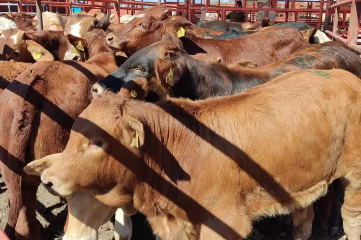 Descubre cómo Tamaulipas evita la plaga del gusano barrenador al cerrar paso al ganado de Veracruz. Medida preventiva para proteger la región