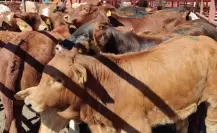 Cierran paso al ganado de Veracruz por presencia del gusano barrenador