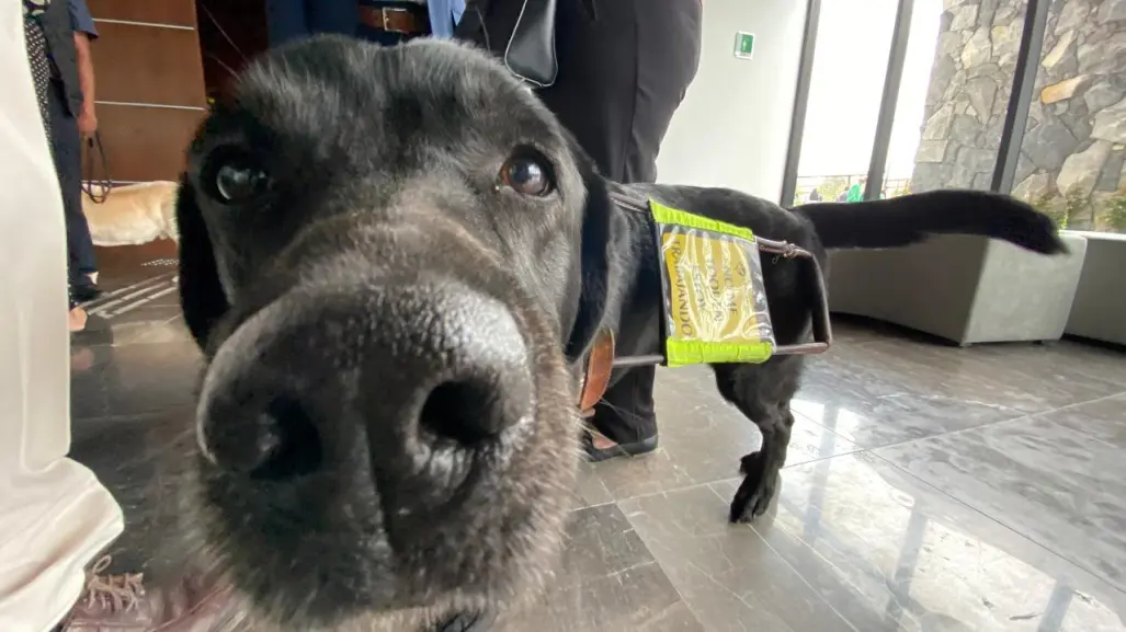 ¡Justicia perrona! Edomex permite entrada de animales de asistencia en tribunales