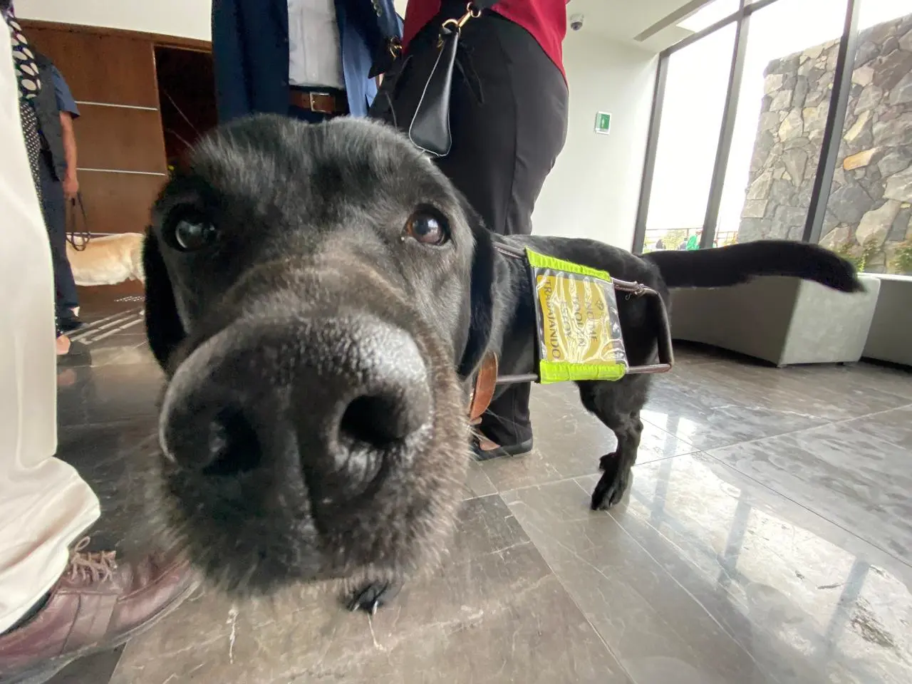 El Poder Judicial del Edomex permitirá el acceso de animales de apoyo a 23 juzgados. Imagen: Alberto Dzib