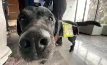 ¡Justicia perrona! Edomex permite entrada de animales de asistencia en tribunales