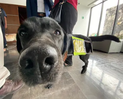 ¡Justicia perrona! Edomex permite entrada de animales de asistencia en tribunales