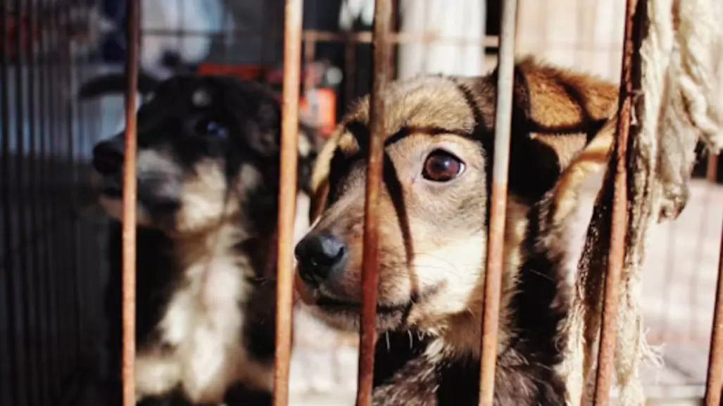 Así puedes denunciar maltrato animal de forma anónima en Altamira