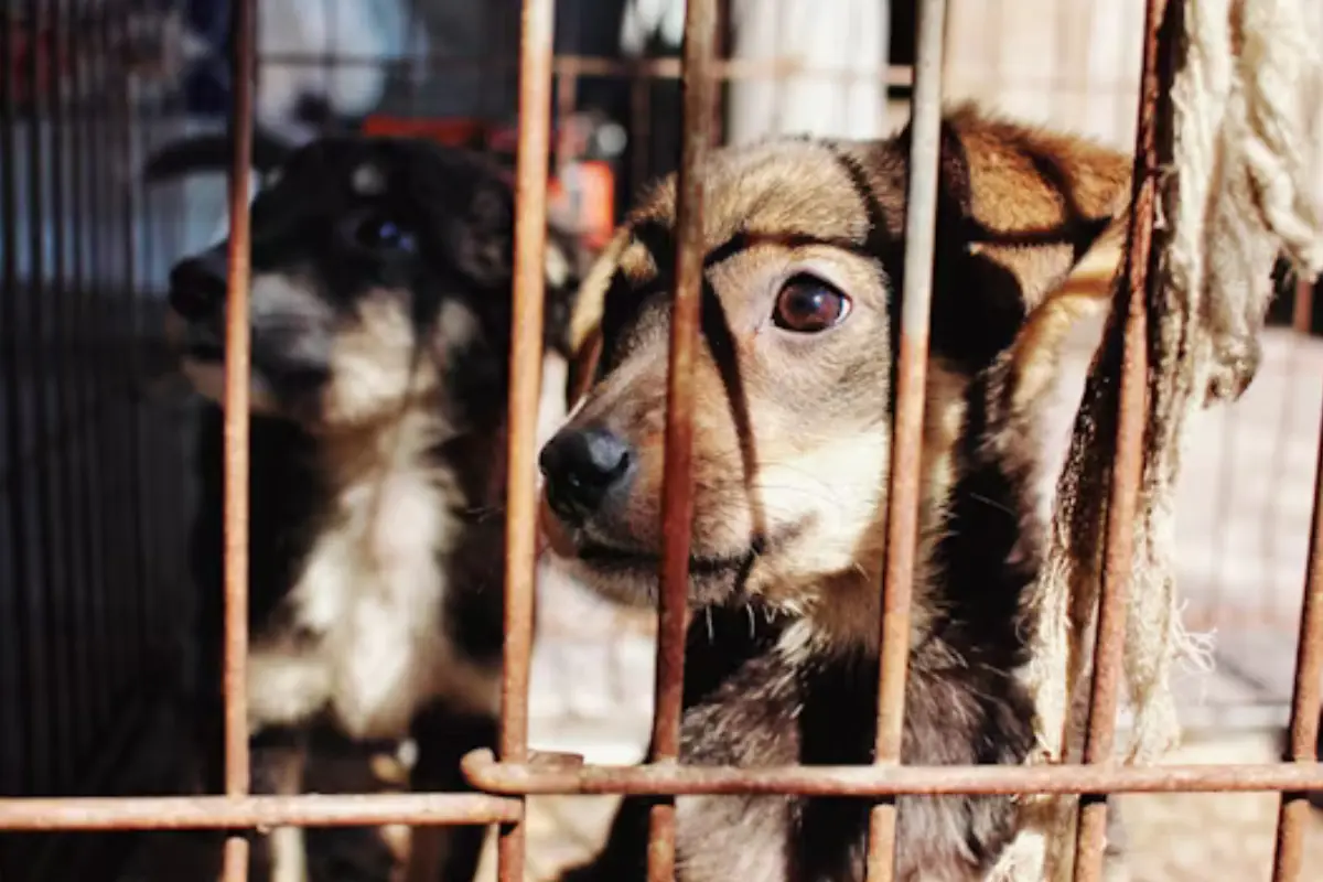 Descubre cómo realizar denuncias anónimas por maltrato animal en Altamira. Protege a los animales con estos sencillos pasos.