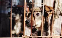 Así puedes denunciar maltrato animal de forma anónima en Altamira