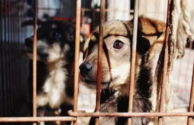 Así puedes denunciar maltrato animal de forma anónima en Altamira