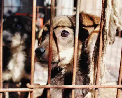 Así puedes denunciar maltrato animal de forma anónima en Altamira