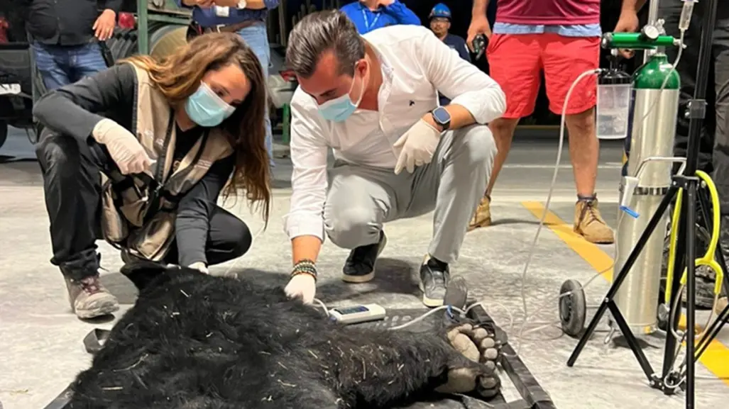 Oso nativo de Nuevo León en apuros: lo rescatan en zona industrial de García