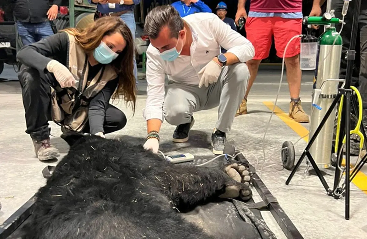 El alcalde de García, Manuel Guerra Cavazos, acudió a revisar las condiciones en que se encontraba el oso que fue rescatado en una zona industrial. Foto: Gobierno de García