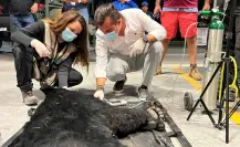 Oso nativo de Nuevo León en apuros: lo rescatan en zona industrial de García