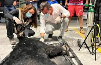 Oso nativo de Nuevo León en apuros: lo rescatan en zona industrial de García