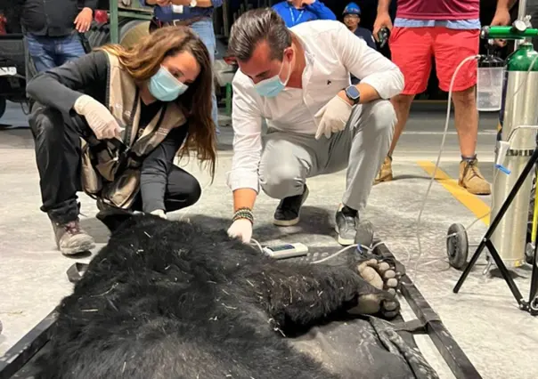 Oso nativo de Nuevo León en apuros: lo rescatan en zona industrial de García