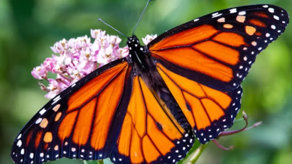 Estas mariposas hermosas habitan en Tamaulipas