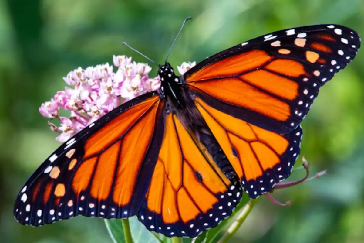 Explora las diversas especies de mariposas que habitan en Tamaulipas y su importancia en el ecosistema local